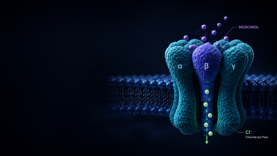 How Muscimol Interacts With GABA-A Receptors