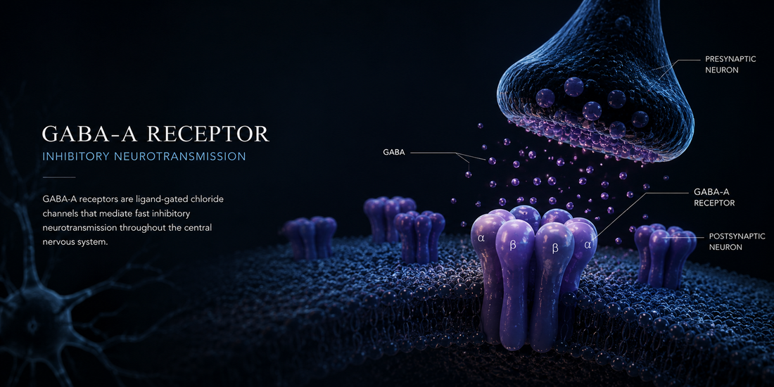 Understanding GABA-A Receptors